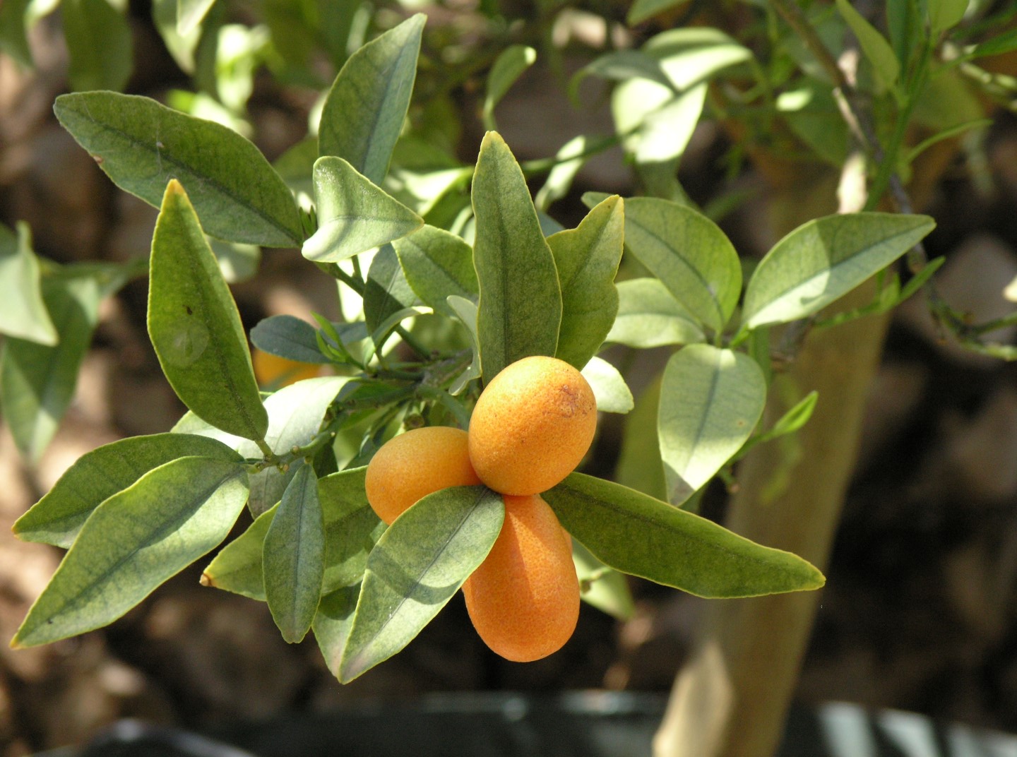 Kumquat The 'Golden Orange' from Asia to Corfu Crystal Travel Corfu