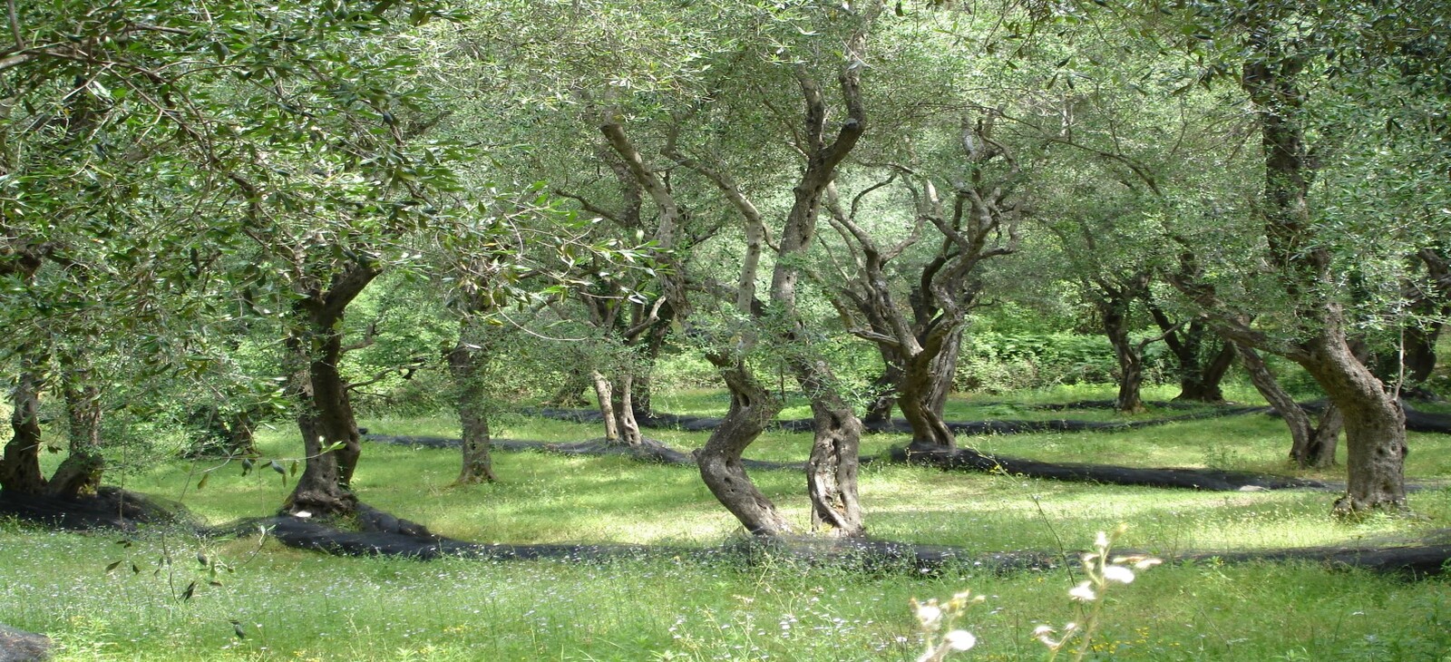 Corfu Walking Tours